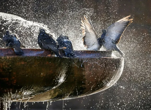Pigeons bathe in a fountain in central Kiev, Ukraine September 19, 2017. (Photo by Gleb Garanich/Reuters)