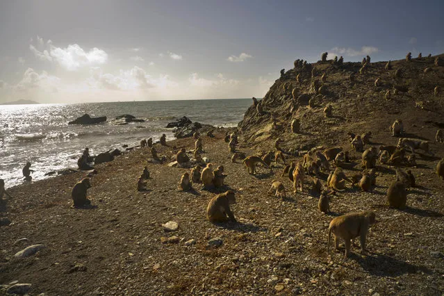 Monkeys gather on the shore of Cayo Santiago, known as Monkey Island, in Puerto Rico on Wednesday, October 4, 2017. One of the first places Hurricane Maria hit in the U.S. territory Sept. 20 was this 40-acre outcropping off the east coast – one of the world's most important sites for research into how primates think, socialize and evolve. (Photo by Ramon Espinosa/AP Photo)