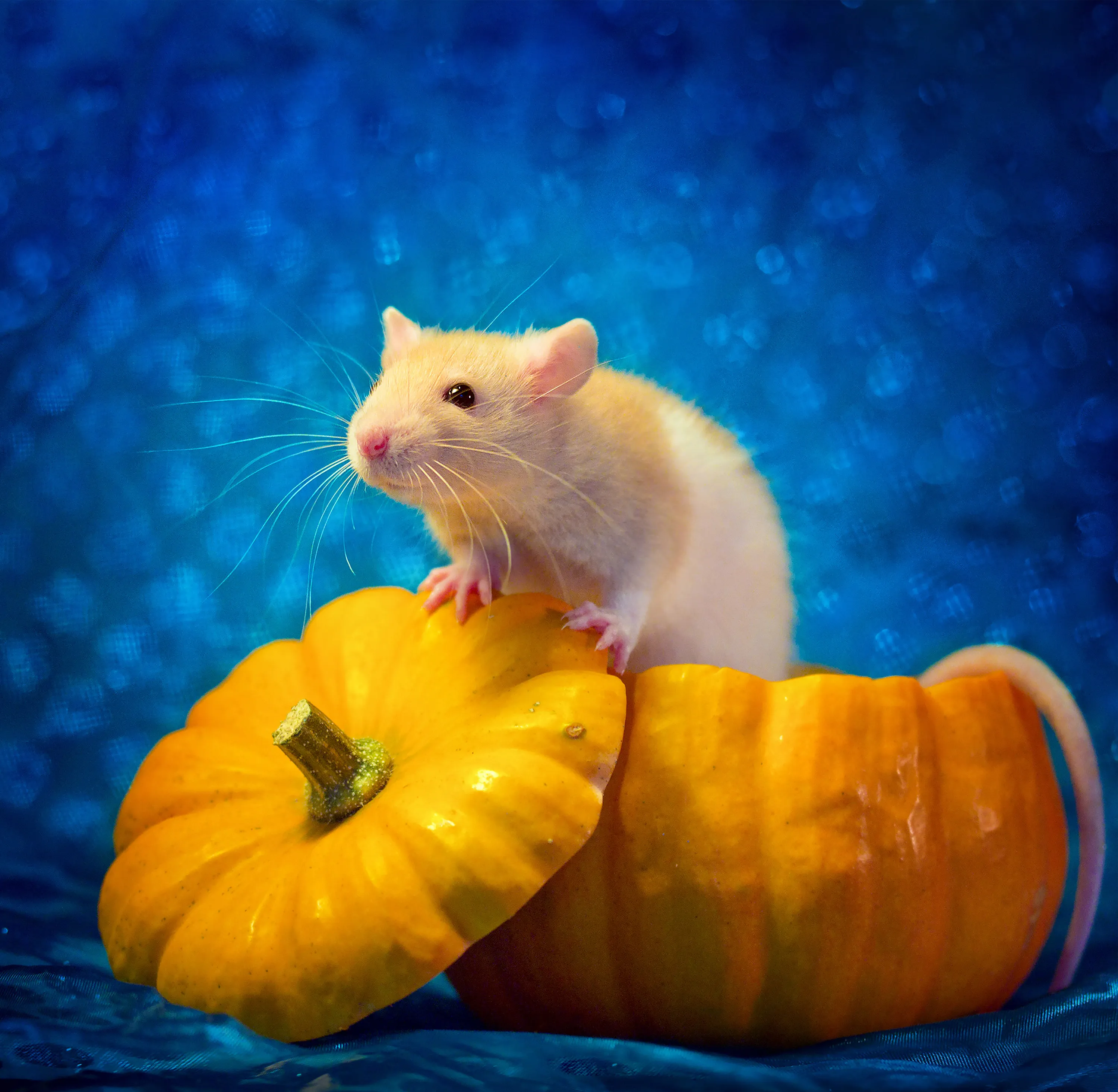 Можно ли крысам мандарины. Красивые крысы. Очаровательные мышата. Хомяк с тыквой. Миленькие крыски.