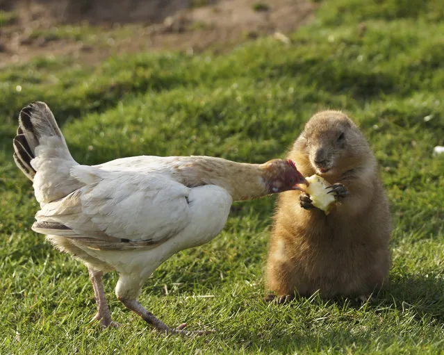 Prairie dog (meal for two). (Photo by jeffda2)