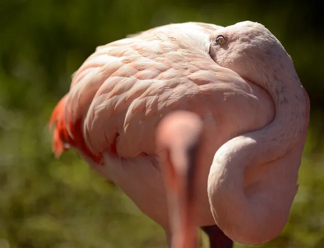A Chilean flamingo preens its feathers, Monday, September 7, 2015, at the Gladys Porter Zoo in Brownsville, Texas. The zoo has recently done an extensive upgrade for the Chilean flamingo exhibit and plans to have a formal ribbon cutting open to the public once the birds become more acclimated to their new surroundings. (Photo by Brad Doherty/Brownsville Herald via AP Photo)
