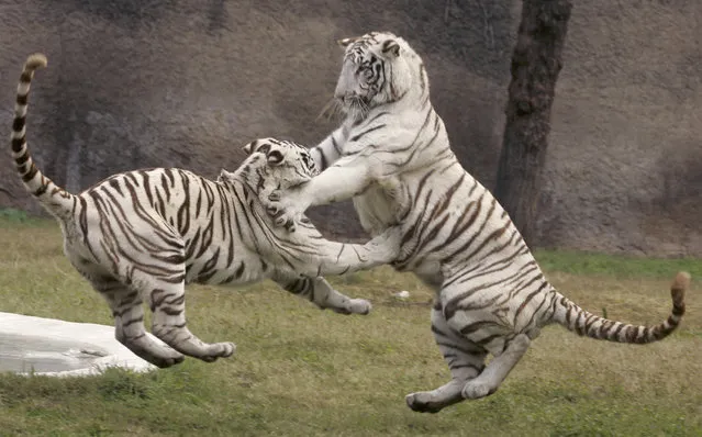 White tigers play inside their enclosure at a zoological park on the outskirts of Chandigarh January 12, 2008. (Photo by Ajay Verma/Reuters)