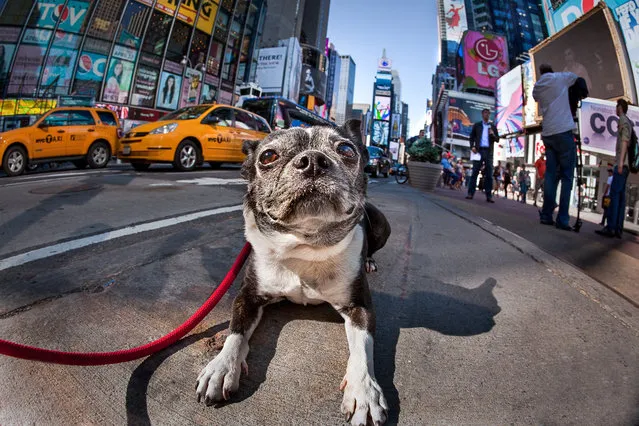 This Boston Terrier came all the way from Los Angeles for his photo shoot in Times Square, where he stopped traffic. (Photo by Mark McQueen/Caters News Agency)
