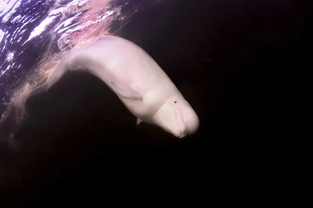 A beluga whale known as Semion  interacts with diver Andrey Nekrasov on September 15, 2014, in the White Sea, off Karelia, Russia. A friendly beluga whale playfully performs for the camera in the White Sea in the Arctic Circle, Russia. The snow-white animal was spotted 100 metres from the shore by photographer Andrey Nekrasov, 43, from Ukraine. (Photo by Andrey Nekrasov/Barcroft Media)