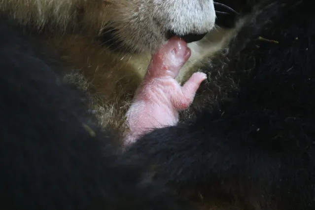 Giant panda “An An” holds her newborn baby in her arms at the Qinling Giant Panda Research Center on September 19, 2022 in Xi'an, Shaanxi Province of China. Giant panda “An An” on Monday gave birth to a female cub that weighed 132.8 grams upon birth. (Photo by Zhao Pengpeng/Hua Shang Daily/VCG via Getty Images)