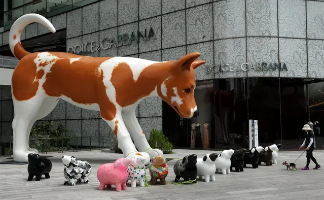 A visitor walks her dog past the sculptures “DD and his Sheep” made from fiberglass at a shopping center in Bangkok, Thailand, September 14, 2015. The Art Festival 2015 features contemporary arts by Thai and International artist to showcase their masterpiece. Some of the lifesize sculptures are auctioned to raise funds for foundations to take care for homeless animals. (Photo by Ritchie B. Tongo/EPA)