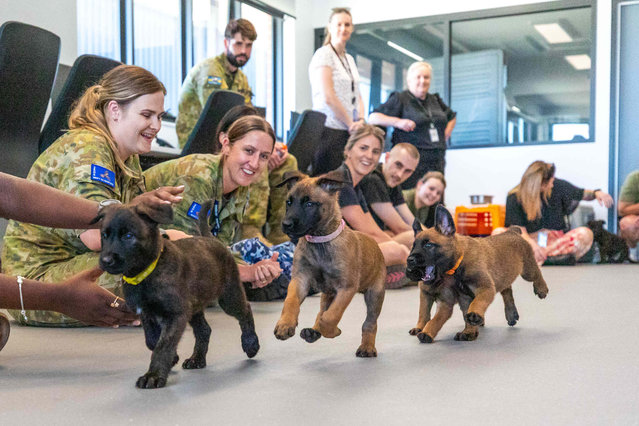 Seven-week-old Belgian Malinois puppies visited Royal Australian Air Force Base Pearce, Perth on March 3, 2025, to meet personnel they may one day work alongside. The puppies from K9 Solutions Australia's Virtus House Kennel enjoyed some well-deserved pats and a play. (Photo by Michael Thomas/Royal Australian Air Force/Capture Media Agency)