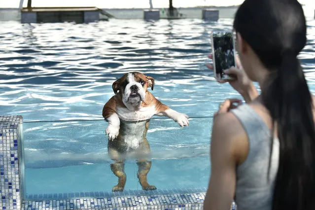 An owner takes a picture of her dog as it climbs up on a glass panel while swimming at a pool for dogs in Chengdu, Sichuan Province, China, August 16, 2016. (Photo by Reuters/Stringer)