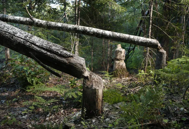 In this Tuesday, August 8, 2017 photo trees show evidence of beaver activity in Katahdin Woods and Waters National Monument near Patten, Maine. Interior Secretary Ryan Zinke wants to retain the newly created Katahdin Woods and Waters National Monument in northern Maine, but said he might recommend adjustments to the White House on Thursday, Aug. 24, 2017. (Photo by Robert F. Bukaty/AP Photo)