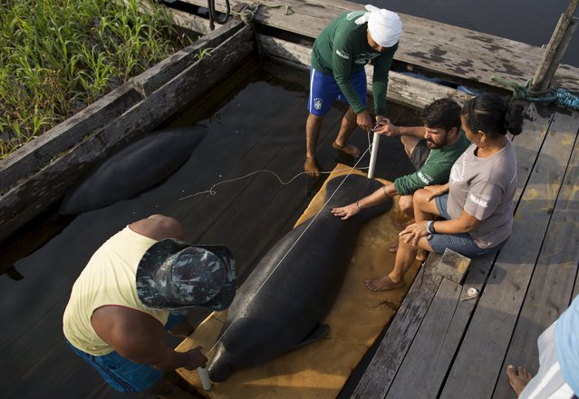 Veterinarian William Guerra Neto (2nd R) and an assistant take measurements of two Amazonian manatees who are being rehabilitated after sustaining injuries from hunting and fishing nets at the Center of Amazonian Manatees at Amana Lake in Maraa, Amazonas state, Brazil, September 21, 2015. (Photo by Bruno Kelly/Reuters)