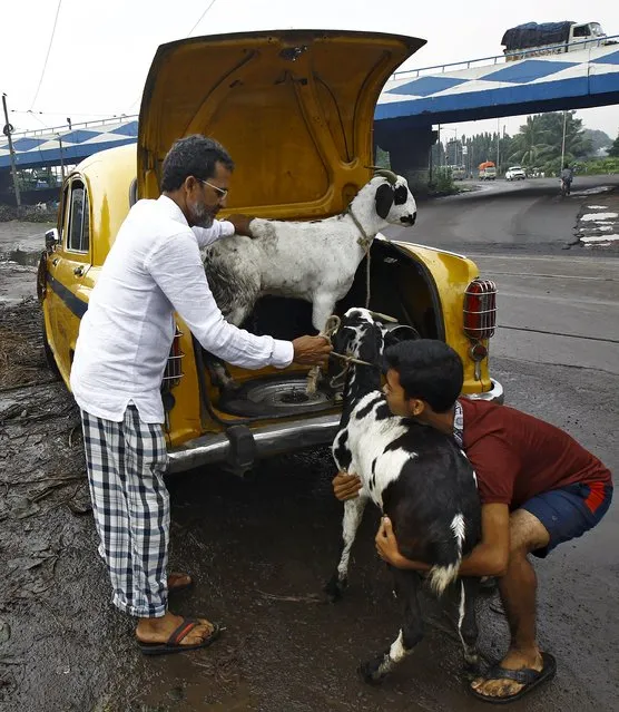 A father and his son load a pair of goats into the boot of a taxi after purchasing them from a livestock market on the eve of the Eid al-Adha festival in Kolkata, India, September 24, 2015. (Photo by Rupak De Chowdhuri/Reuters)