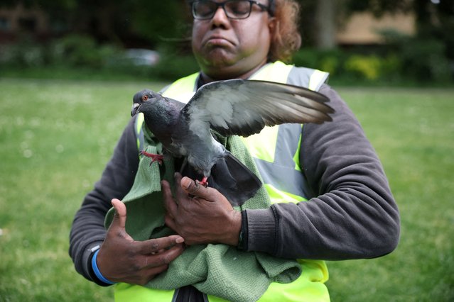 Jacob Peter, a volunteer with London Pigeon Rescue, releases a Pigeon during checks of birds in a park in the Hackney area of London, Britain, on May 7, 2025. (Photo by Phil Noble/Reuters)