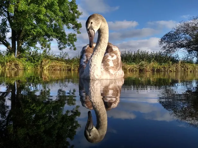 Young bird photographer of the year (14-17 years) winner. Seeing double by Adam Lake, UK. (Photo by BPOTY/Cover Images)