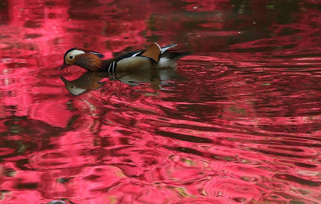 A mandarin duck swims through reflections of spring growth and blossom on a pond in Richmond Park in London, Britain on April 28, 2025. (Photo by Toby Melville/Reuters)