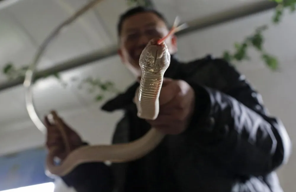 China Prepares for the Year of Snake