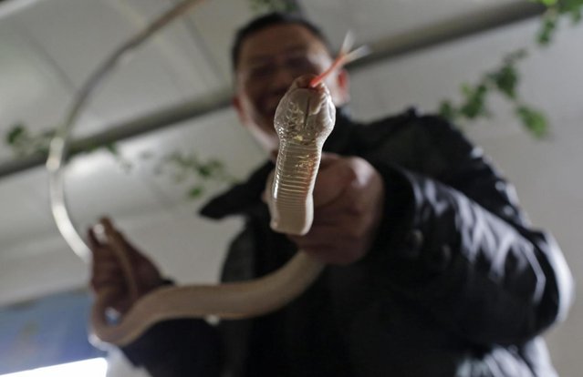 In this January 28, 2013 photo, a visitor holds a snake at the Snake Culture Museum in Zisiqiao village, Zhejiang Province,  China, known as Chinas first snake village  where raising more than 3 million snakes a year and they are used for traditional medicinal products and food. According to the twelve signs of the Chinese zodiac, the year 2013 marks the year of the snake. (AP Photo/Eugene Hoshiko)