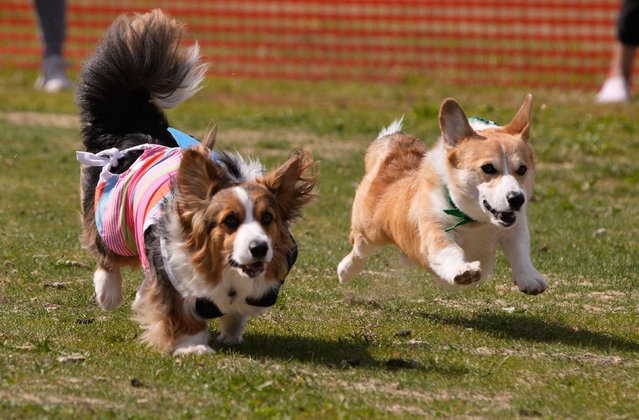 Corgis dash during a Corgi race in Vancouver, British Columbia, Canada, June 14, 2025. (Photo by Liang Sen/Xinhua/Alamy Live News)