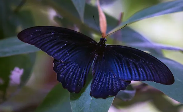 Himalayan Spangle (Papilio protenor Cramer) rests on leaves of a tree at a garden in Kathmandu, Nepal on August 14, 2022. Papilio protenor, commonly called Spangle are species of butterfly, found in many parts of Southeast Asia. (Photo by Sunil Sharma/ZUMA Press Wire/Rex Features/Shutterstock)