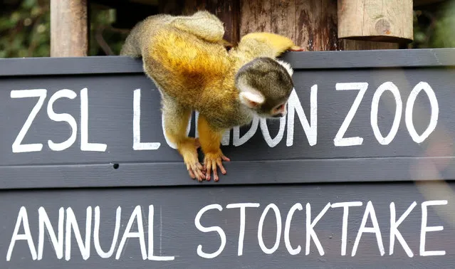 A squirrel monkeys sits on a placard during the Annual Stocktake at ZSL London Zoo in London, Britain February 7, 2018. (Photo by Tom Jacobs/Reuters)