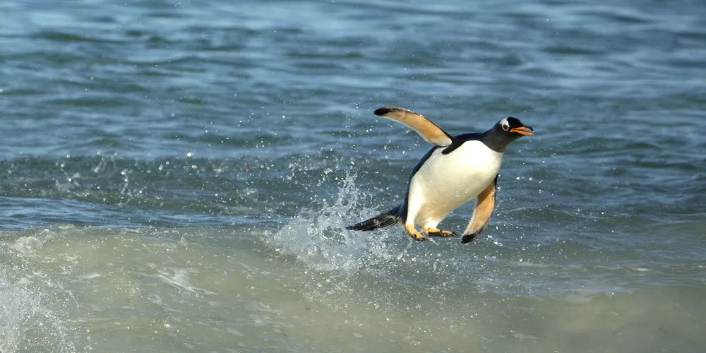 Surfing Penguins