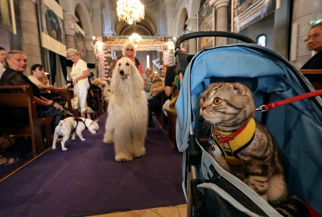 Pet owners attend a mass with their pets at the St Pierre D'Arene church to honour the feast of Saint Francis of Assisi, the patron saint of animals and the environment, in Nice, France October 2, 2016. (Photo by Eric Gaillard/Reuters)