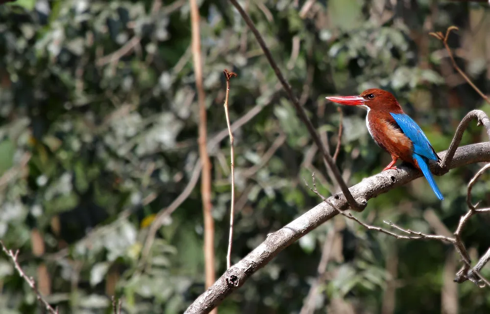 Some Photos: Birds