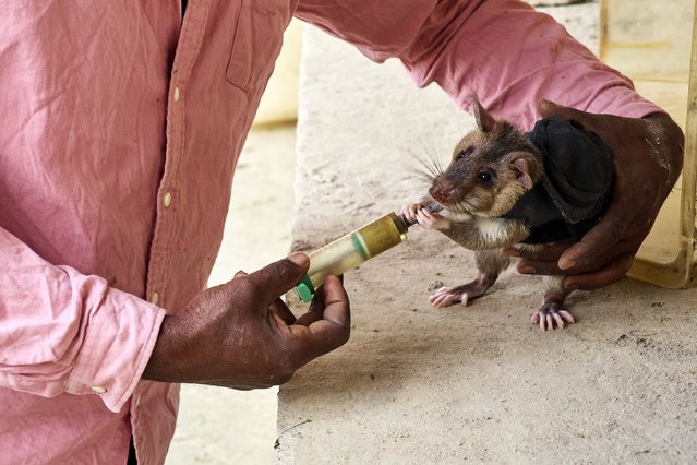A rat is rewarded after a successful search and rescue training mission in simulated earthquake rubble at APOPO's facility in Morogoro, Tanzania, Tuesday, July 29, 2025. (Photo by Jack Denton/AP Photo)