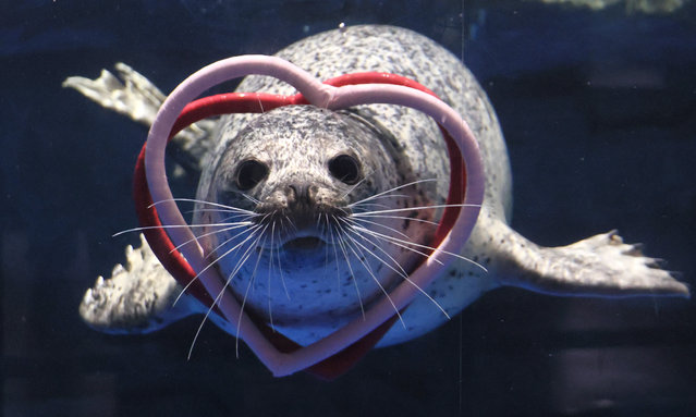 A seal wearing heart shaped rings swim in a fish tank for a special event of St. Valentine's Day at the Aqua Park Shinagawa in Tokyo on Monday, February 13, 2023, one day before the St. Valentine's Day. (Photo by Yoshio Tsunoda/AFLO/Rex Features/Shutterstock)