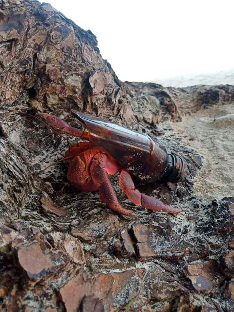 This undated handout photo released by Mu Koh Lanta National Park on November 6, 2020 shows a hermit crab using a broken bottle as its shell along the shore of the national park in Krabi province. The real estate market for hermit crabs in southern Thailand has become so competitive amid a coronavirus-linked population boom that on Novembe 6, the kingdom's national park authority appealed for shell donations. (Photo by Mu Koh Lanta National Park/Handout via AFP Photo)