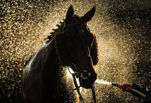 A horse is sprayed down at Warwick Racecourse on November 6, 2020 in Warwick, England. (Photo by David Davies/Pool via Getty Images)