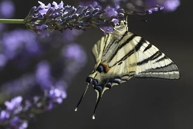 A Machaon (Papilio machaon) butterfly gather pollen from a lavender flower, on July 7, 2019, in Chisseaux near Tours (central France). (Photo by Alain Jocard/AFP Photo)