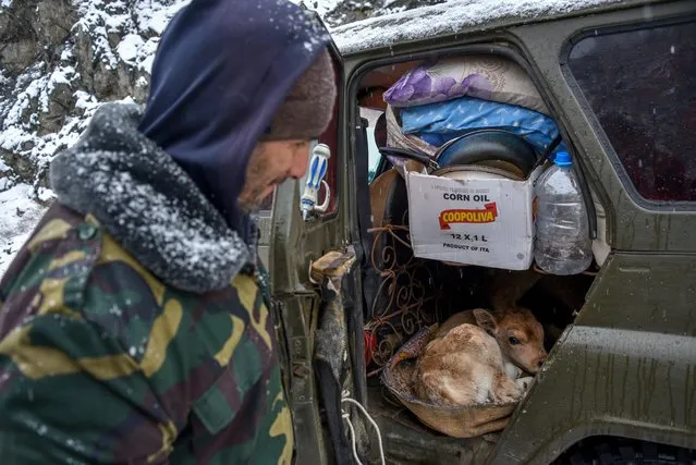 A man shows a newborn calf in his car on a road outside the town of Lachin on November 29, 2020, after six weeks of fighting between Armenia and Azerbaijan over the disputed Nagorno-Karabakh region. A Moscow-brokered peace deal was announced on November 10 after Azerbaijan's military overwhelmed Armenian separatist forces and threatened to advance on Karabakh's main city Stepanakert. (Photo by Karen Minasyan/AFP Photo)