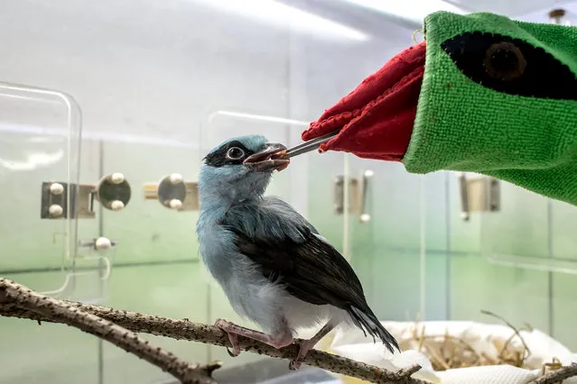 A zookeeper feeds 31-day-old baby of Javan green magpie by a glove puppet imitating a parent, at the Zoo in Prague, Czech Republic, 17 April 2018. The Javan green magpie (Cissa thalassina) is one of the world's most endangered bird. (Photo by Martin Divisek/EPA/EFE)