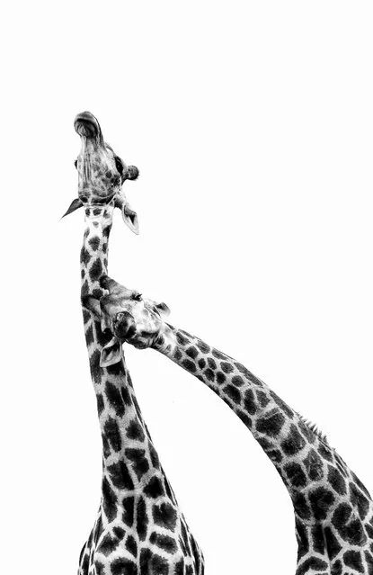 With the longest necks of all land mammals, these two bull giraffes use them in a combative fashion. What first starts out as a sparring match can quickly turn ugly as the full might of a neck, head and horns can do some damage if swung from that height. Fights determine which bull can mate, a driving force behind all animals. (Photo by Chris Renshaw)