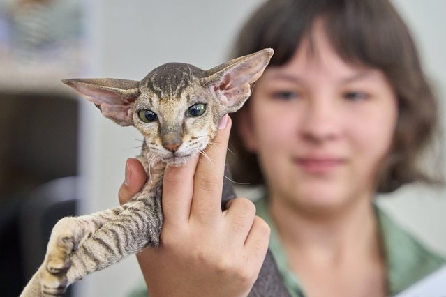 A Peterbald wins the first place in a beauty contest for pet cats during a cat show in Vladivostok, Russia, on September 21, 2025. A cat show is held here on Sunday, featuring various breeds such as Maine Coons, British Shorthairs, Sphynxes and Abyssinians. The event also includes a beauty contest for pet cats. (Photo by Guo Feizhou/Xinhua News Agency/Alamy Live News)
