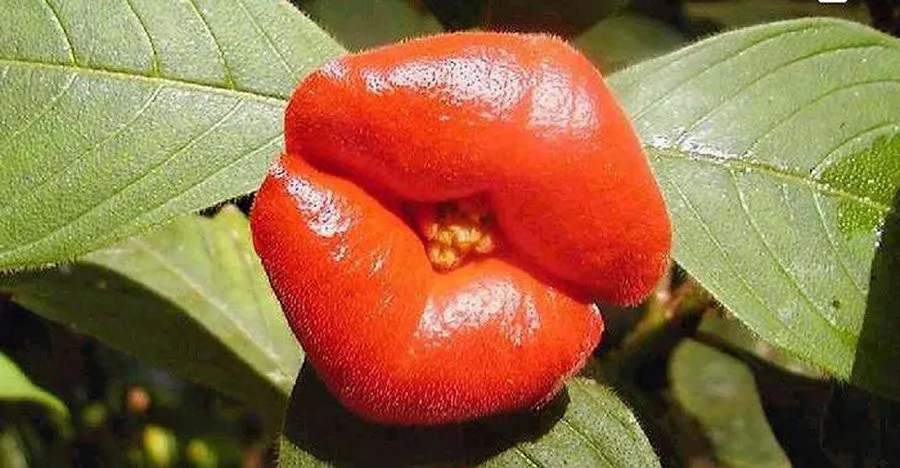 A Kiss from Mother Nature – Psychotria Elata