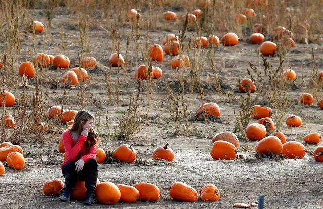A woman takes a break from hunting for a pumpkin for the upcoming Halloween holiday at the pick your own Rock Creek Farm in Broomfield, Colorado October 27, 2016. (Photo by Rick Wilking/Reuters)