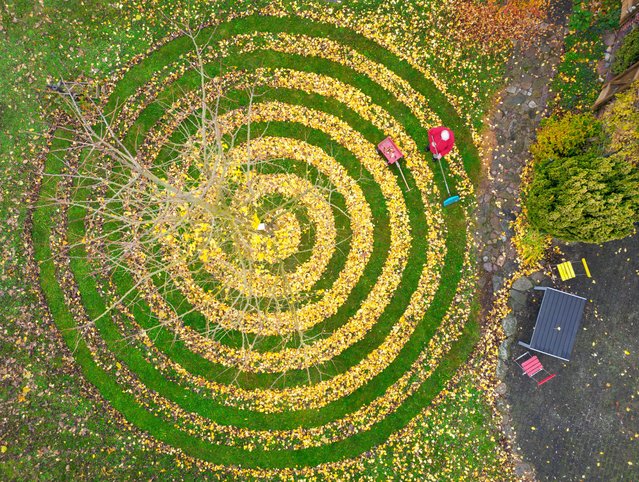 A striking spiral of golden ginkgo leaves raked with care in a private garden in Petersdorf, Brandenburg, Germany on November 2, 2025. (Photo by Patrick Pleu/dpa)