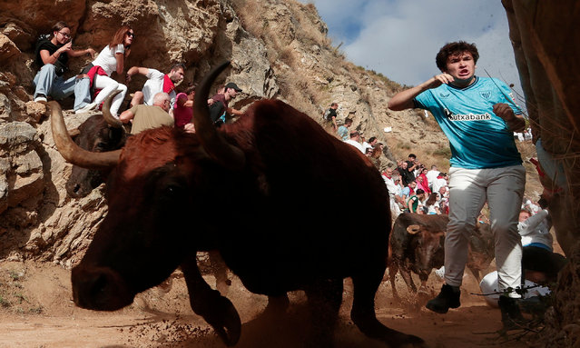People take part in the traditional running of the bulls (“encierro”) named “El Pilon” on the last day of this year's series, down the slope of a mountain in Falces, Navarra, northern Spain, 18 August 2024. The running of the bulls is held at “Pilon de Falces”, an 800m downhill mountain trail with a rock wall on one of the sides of the path and a cliff on the other. (Photo by Jesús Diges/EPA/EFE)