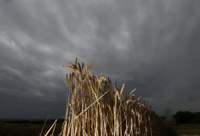 Wheat is seen in a partially harvested field during a shower in Neugartheim, near Strasbourg, France, August 4, 2016. (Photo by Vincent Kessler/Reuters)