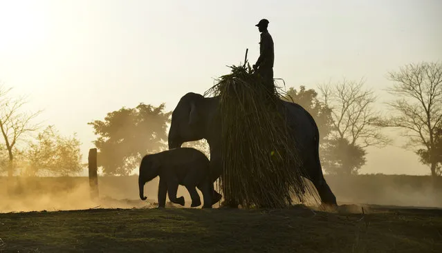 A mahout brings grass for his elephants in the Kaziranga National Park about 230km away from Guwahati city, India, January 22, 2015. (Photo by EPA/Stringer)
