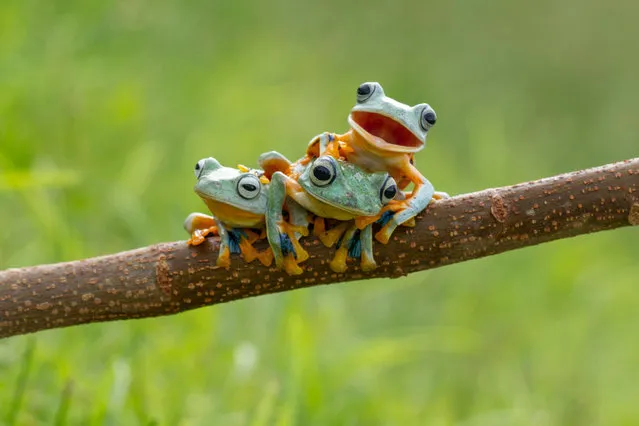 This green-skinned trio were happy to pose for the camera – with one little frog smiling happily for its close up. The three Reinwardt's Flying Frog, commonly known as the black webbed tree frog or the green flying frog, were spotted playing in a tree by photographer Hendy Mp. (Photo by Hendy Mp/SOLENT News)
