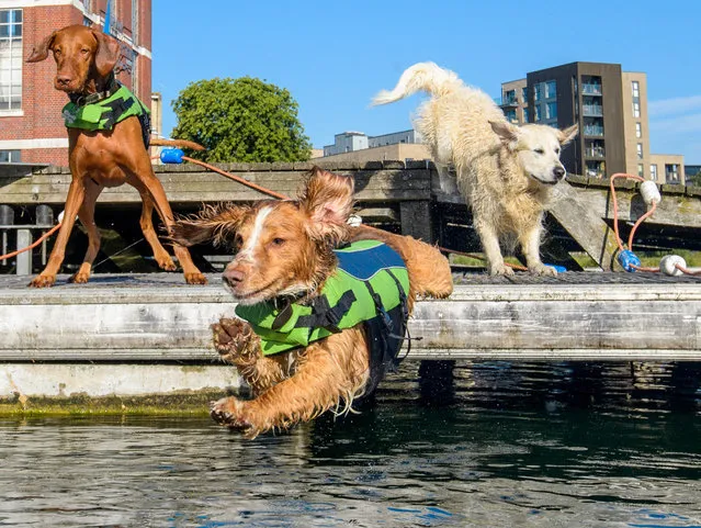 Sterling, a Hungarian vizsla, Joey, a spaniel, and Finn, a golden retriever, participate in the UK’s first dog swimming gala at West Reservoir in London, UK on July 17, 2018. (Photo by Anthony Upton/PA Wire)