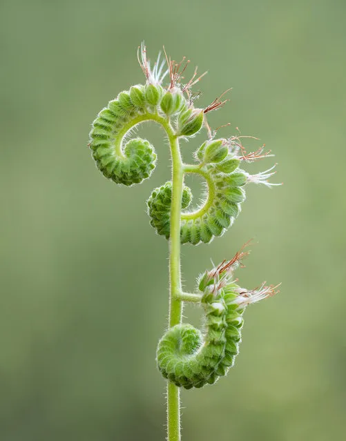 Third place: Unfurling by Ashley Moore, Kings Canyon national park, California, United States. (Photo by Ashley Moore/International Garden Photographer of the Year)