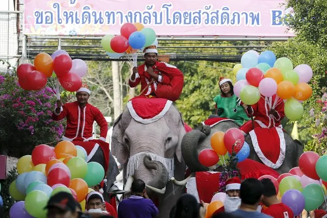 Elephants parade during a Christmas festival in a primary school in Ayutthaya, Thailand, December 24, 2015. (Photo by Jorge Silva/Reuters)