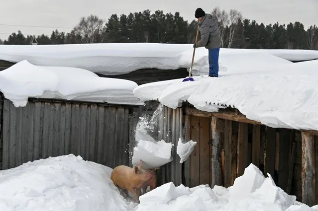 A local resident stands on the roof of a wooden building while removing snow, which falls down on pigs in a courtyard in the village of Bobrovka in Omsk Region, Russia on March 18, 2021. (Photo by Alexey Malgavko/Reuters)