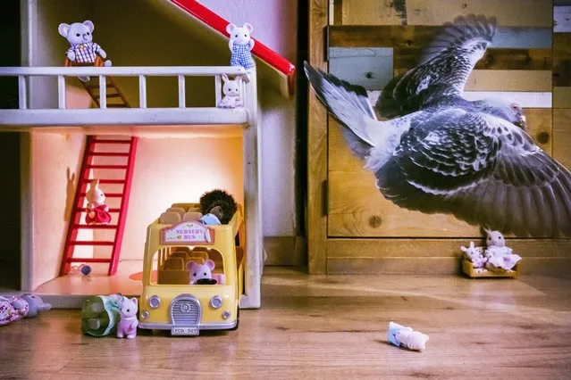 In this image released by World Press Photo, Thursday April 15, 2021, by Jasper Doest, part of a series titled Pandemic Pigeons – A Love Story, which won first prize in the Nature Stories category, shows Ollie flies through the living room, after knocking over toys, in Vlaardingen, the Netherlands, on 30 April 2020. (Photo by Jasper Doest, World Press Photo via AP Photo)