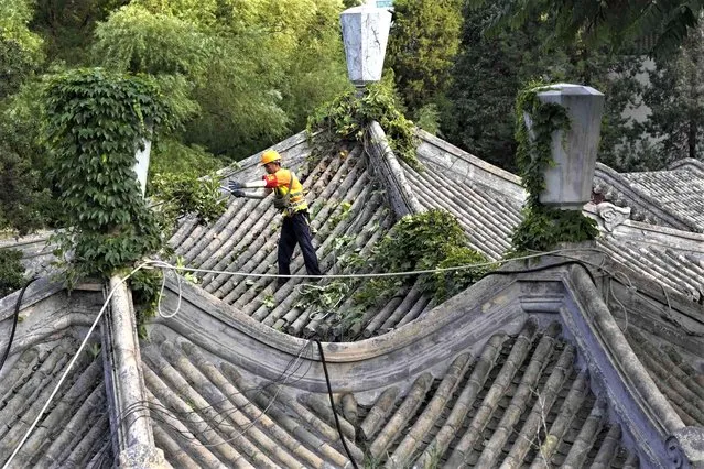 A worker removes overgrown plants on the roof of traditional terraces, in Beijing, Saturday, August 19, 2023. (Photo by Ng Han Guan/AP Photo)