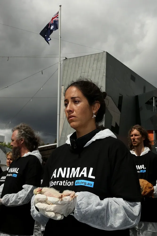 Animal Activists Hold Memorial for Dead Animals in Melbourne