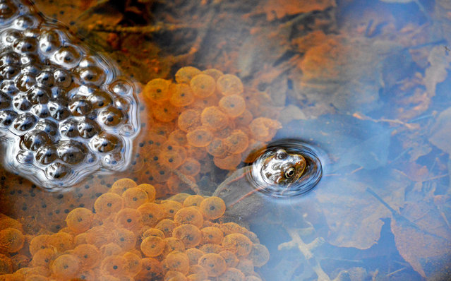 Young Photographer of the Year shortlisted: The natural habitat of a frog by Rebecca Keen, age 17. Taken in a pond surrounding High Dam near Windermere, UK. Describe what is pictured? A frog in its natural habitat surrounded by its spawn. It depicts both the frog spawn on the top of the water and beneath its surface. How does this image fit with the theme of the competition? The first pattern is the clustered arrangement of the frog spawn. The second is the assortment of the leaves beneath the water. The final pattern is the life cycle of the frog itself, from spawn to adult frog. (Photo by Rebecca Keen/Royal Society of Biology)